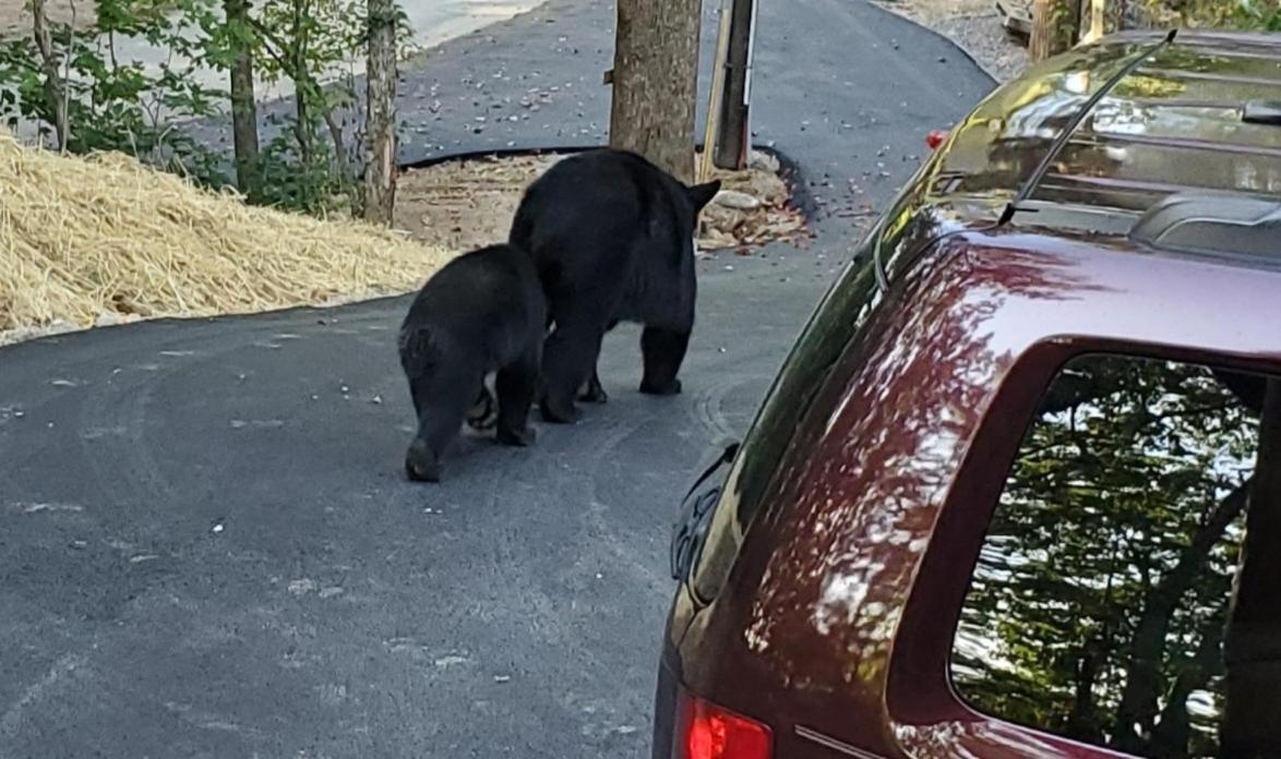 Can'T "Bear" To Leave Villa Sevierville Eksteriør bilde