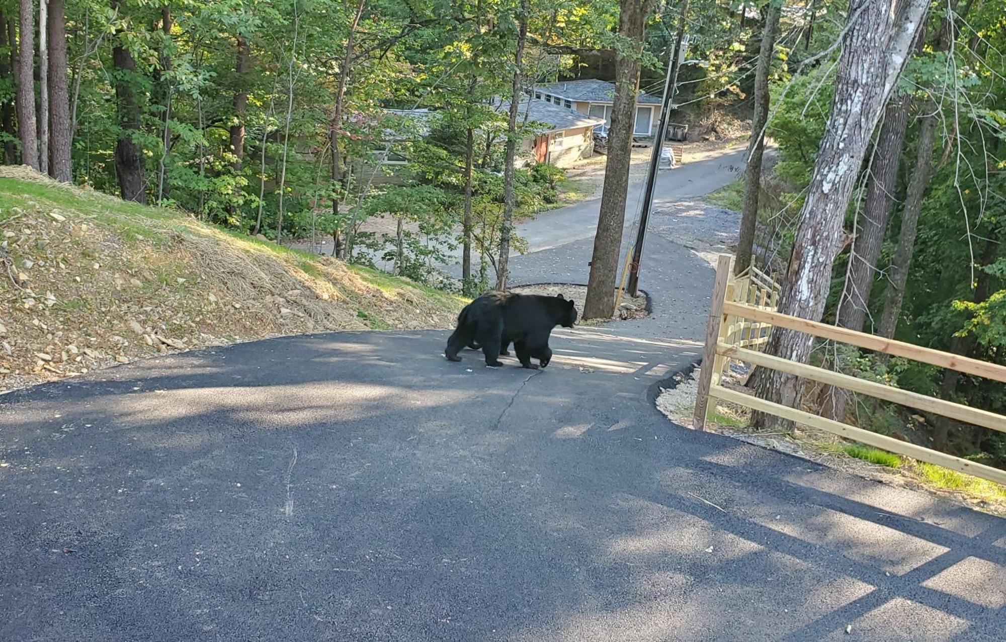 Can'T "Bear" To Leave Villa Sevierville Eksteriør bilde